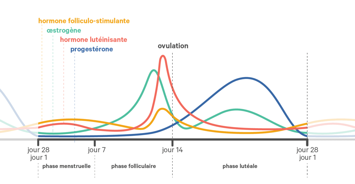 Cycle Menstruel